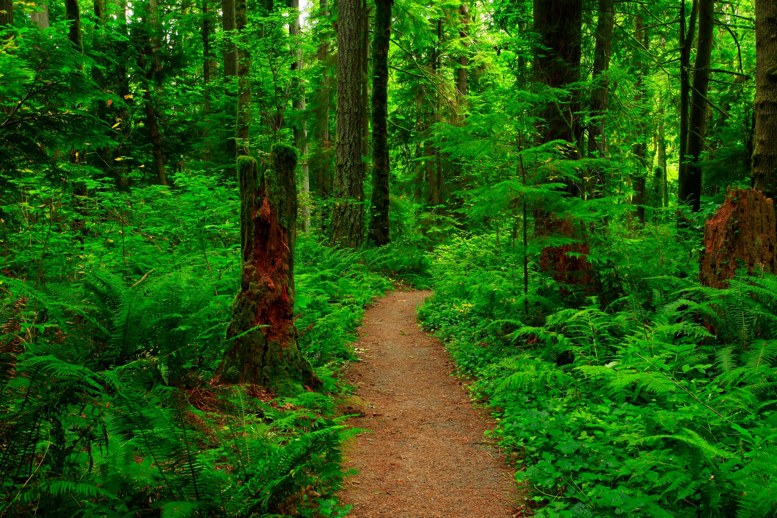 A,Picture,Of,An,Exterior,Pacific,Northwest,Forest,Trail